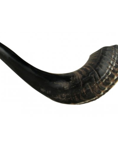 Ram’s Horn Shofars – MughalCrafts