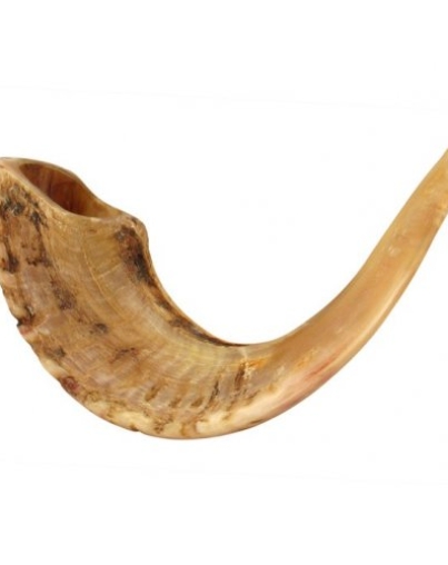 Ram’s Horn Shofars – MughalCrafts